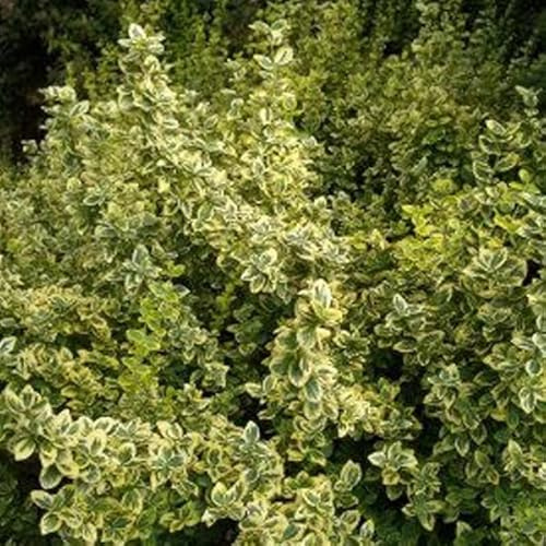 6x Fusain persistant 'Emerald and Gold' – Euonymus fortunei 'Emerald Gold' godet 9x9 cm | Arbuste persistant panaché vert et or, idéal massif & haie basse