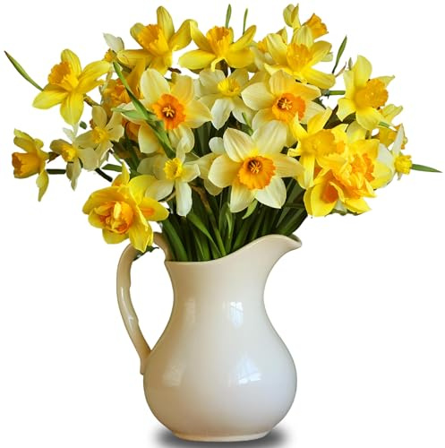 All Occasions 50 Daffodills Letterbox Bouquet, Mother's Day Gifts for Mom, Wife, Girlfriend | Yellow Daffodils