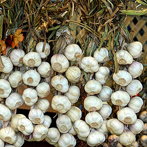 pflanzknoblauch pflanzenkübel winterharte balkonpflanzen gemüsesaat kräutergarten küche hochbeete für garten topfpflanzen büropflanzen balkon deko dachbegrünung kübelpflanzen 150samen