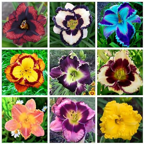 Daylily Rhizome.Strong Plants That Grow Well Mix Golden Jade Carving Feels Beautiful-5 Bulbs-A