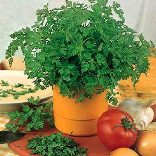 Shopvise Chervil * Anthriscus Cerefolium * Winter Chervil * Herb Garden * Flower Samen * Salad * 1 Gram 100' S (Pcs) : 5 Grams