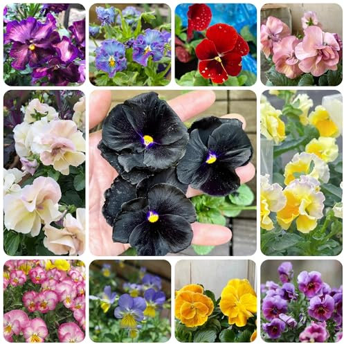 semillas de plantas de pensamiento, balcón de flores, plantas de balcón resistentes semillas de pensamiento, Balcón de semillas de flores, plantas en macetas resistentes flores 100pcs