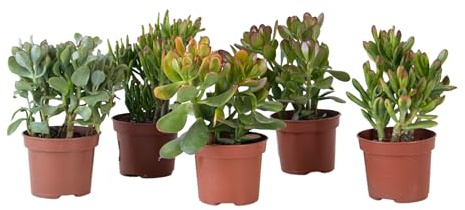 Plant in a Box - Árbol del dinero - Set de 5 - Crassula 'Minor', 'Hobbit', 'Sunset', 'Gollum', 'Curly' - Altura 10-25 cm - Maceta 12 cm - Suculentas - Plantas de interior