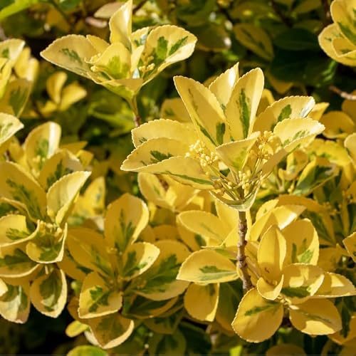 Fusain Jap Goldmine - Euonymus Jap Goldmine Pot 23cm - Plante En Pot - Floraison Printemps - Hauteur 1,5 à 2 m - Exposition Soleil à Mi-ombre Floraison