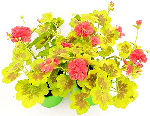 POWERS TO FLOWERS - GERANIO ZONALE VARIEGATO VERDE, 2 PIANTE, VASO 14, piante vere