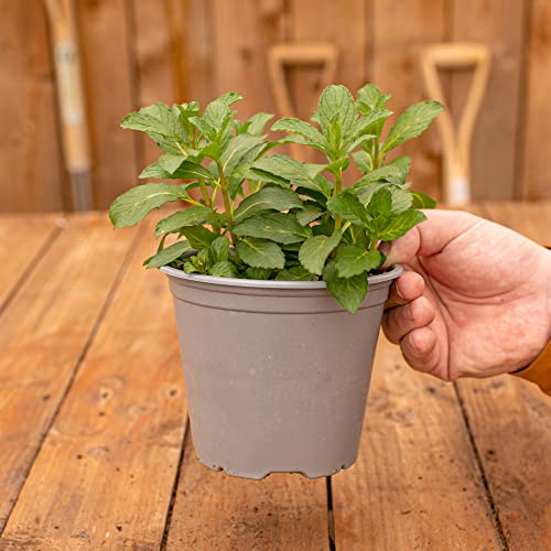 Buisson de Menthe Poivrée - Herbe Aromatique | Plante Potagère | Plante Fraîche à Cuisiner Facile à Cultiver
