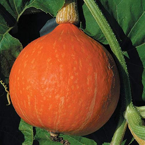 ZUCCA HOCCAIDO NR.30 SEMI
