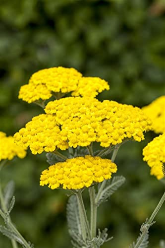 Achillea tomentosa 9x9 cm Topf – Winterhart, Mehrjährig, Pflegeleicht – Filzige Schafgarbe – Bodendecker für Steingarten & Beet