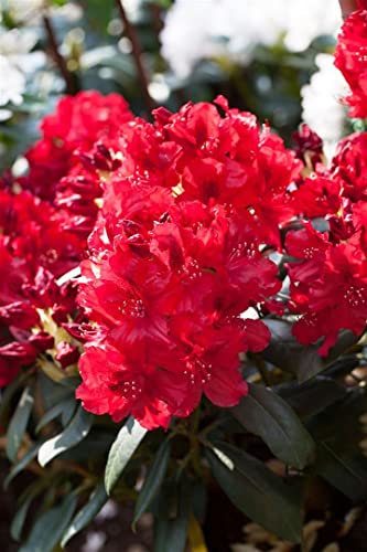 Rhododendron Hybride 'Erato' 30-40 cm – Immergrün, Winterhart, Mehrjährig – Rhododendron – Zierstrauch für Garten & Kübel
