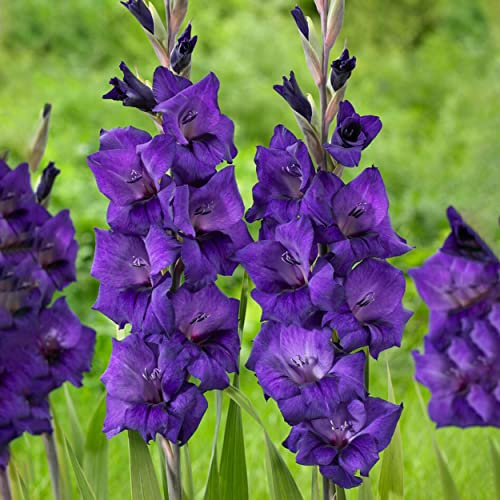 Garden State Bulb Purple Flora Gladiolus Flower Bulbs, 12/14cm, Spring (Bag of 30)