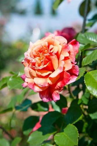 Kletterrose Rosa Aloha apricot duftend winterhart