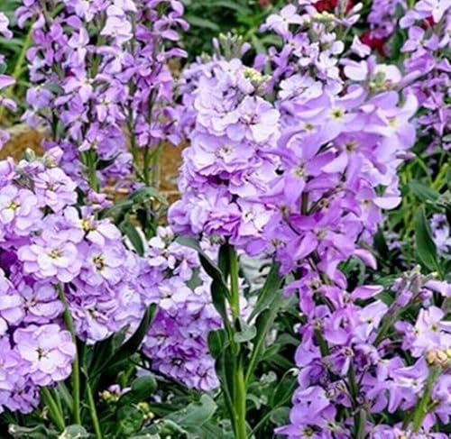 Giroflée quarantaine violet - Matthiola incana 50 Graines