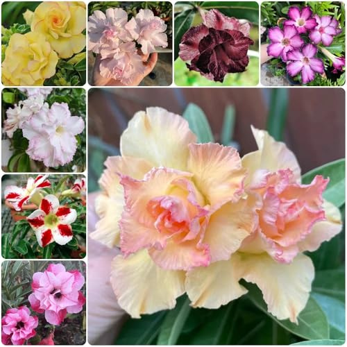 Semillas de rosa del desierto, Semillas de Adenium obesum, de balcón resistentes 10pcs