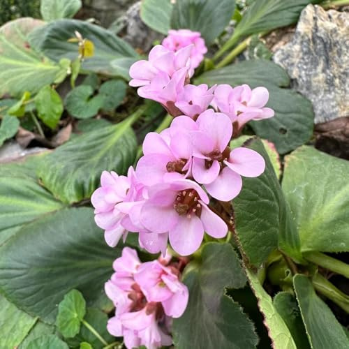 Semillas de Bergenia, orgánicas Bergenia cordifolia, de balcon Las de jardín de rocas son resistentes 80pcs