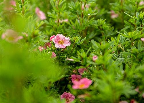Fingerstrauch Potentilla fruticosa Bellissima 30-40 cm winterhart | Reiche gelbe Blüten, lange Blütezeit, sonniger Standort, robust, ideal für Vorgarten, Bienenfreundlich