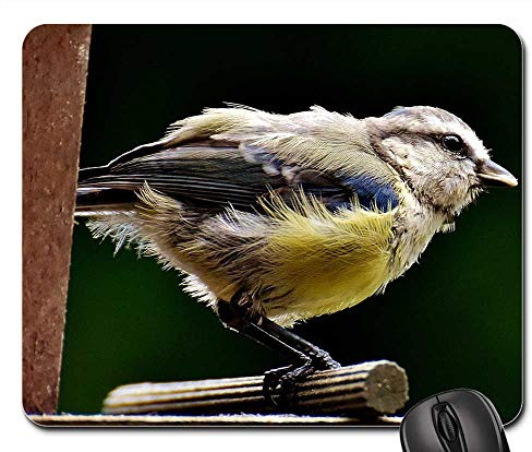 Gaming Mouse Pad, Tit Food Feed Bird Nature Garden Animal Office Mousepad Non-Slip Mousepad Professional Keyboard Pad For Computer Pc Work 25X30Cm