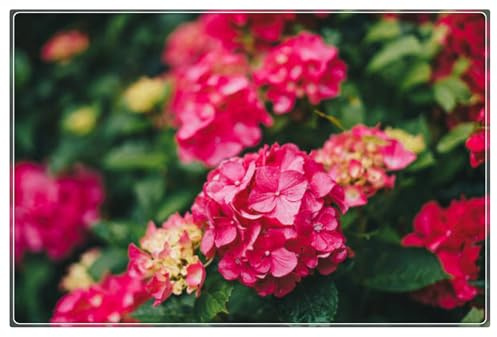 Hydrangea Bulbs UK,Excellent Display,Potted-Plants-Rhizome,Hydrangea Plants for Garden-5bulbs-D