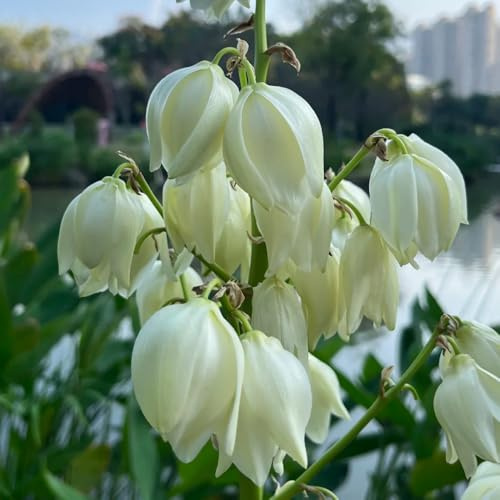 Semi di Yucca Filamentosa, vecchie varietà per luoghi soleggiati semi di per giardino di prodotti sostenibili 120pcs