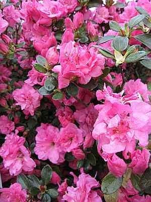 Rhododendron obtusum Petticoat® - Japanische Azalee Petticoat ® - 30-40 cm