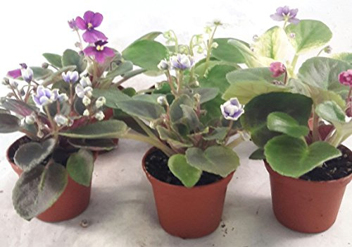 Miniature African Violet - 5 Plants/2 Pot - Great for Terrariums/Fairy Gardens unique from Jmbamboo