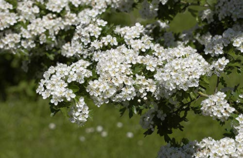 Weißdorn Crataegus monogyna 60-100 cm Heckenpflanze winterhart | Sonniger bis halbschattiger Standort, schnittvertraeglich, bluehende Bienenweide, ideal fuer Formhecke und Vogelschutz