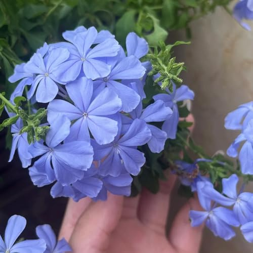 semillas de tallo de plumbago, silvestres orgánicas balcón raras para camas elevadas decoración 85pcs