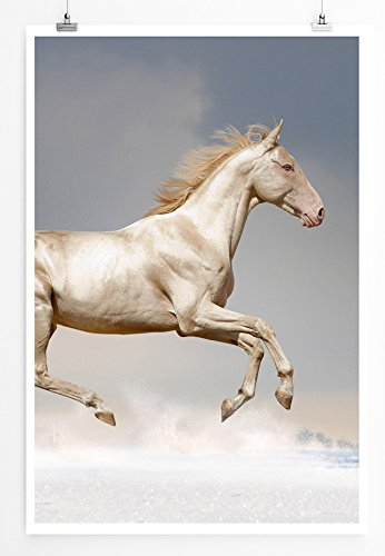 Eau Zone Home Bild - Tierbilder – Weißer Perlino Akhal-Teke Hengst im Schnee- Poster Fotodruck in höchster Qualität