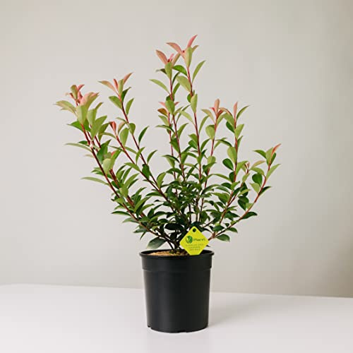PLANTI' PHOTINIA (FRASERI COMPATTA)
