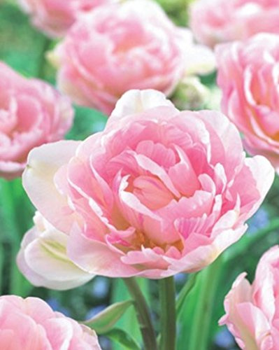 Gefüllte Tulpen Angelique Blumenzwiebeln Tulpenzwiebeln (20 Blumenzwiebeln)