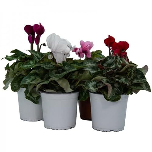 Flores Naturales de Exterior Pack de 4 Violetas de Persia Flores de Colores