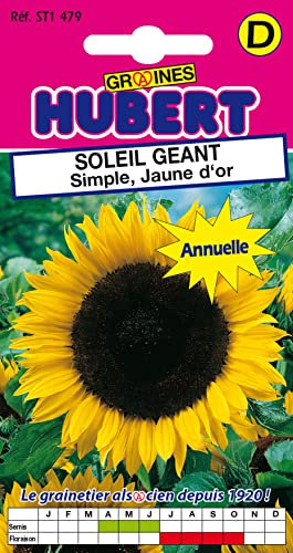 Graines de Soleil Géant Simple Jaune d'Or - 2 grammes