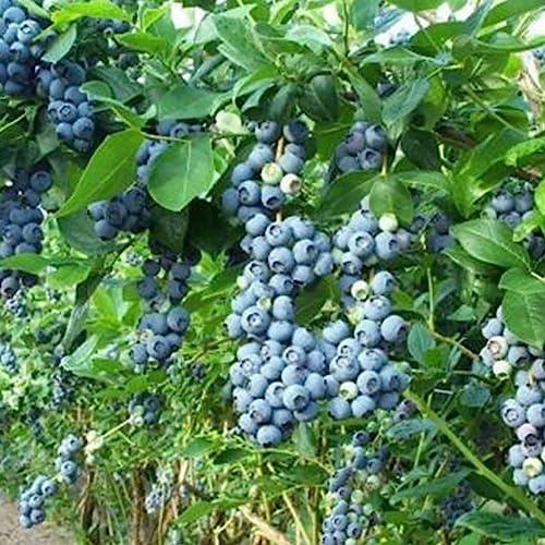 Luojuny Graines de Myrtille, 30pcs / Sac Graines de Myrtille Climat tempéré Tolérance à la sécheresse Bleu foncé Excellente Production de graines de Fruits pour Le Jardin Graines de bleuets