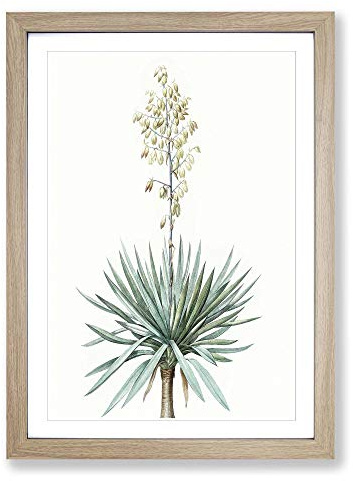 Adams Needle Yucca Flowers by Pierre-Joseph Redoute Framed Print | A2 Oak Framed Wall Art | Ready to Hang | Modern Floral Picture | Living Room Bedroom Lounge Office
