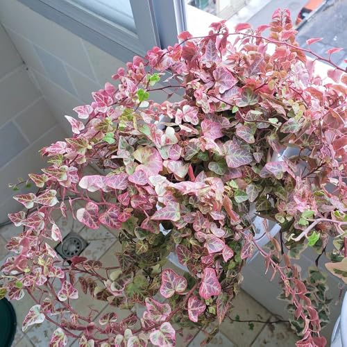 hiedra semillas de, culinarias decoración de oficina bonsái interior jardín perennes resistentes Camas elevadas para el jardín balcón 100pcs