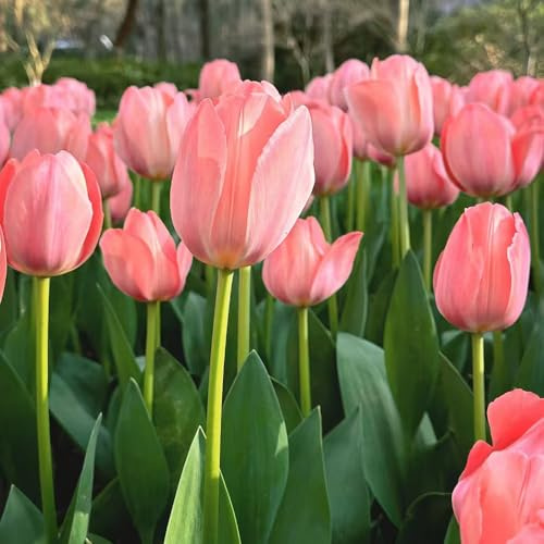 tulpen rhizome - blumenzwiebeln frühblüher seltene frühlingsblüher blumenzwiebeln blumendeko herbstblumen winterharte kübelpflanzen balkon züchten gartenblumen garten hochbeet 30zwiebeln