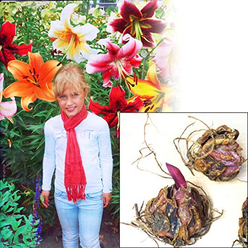 1 Giant Mixed Tree Lily Bulb Large Flower Fragrant Summer Pernnial Garden Plant Corm Collection