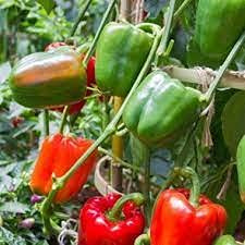 Genipap 25 semillas mezcladas de pimiento morrón pequeño de pimentón