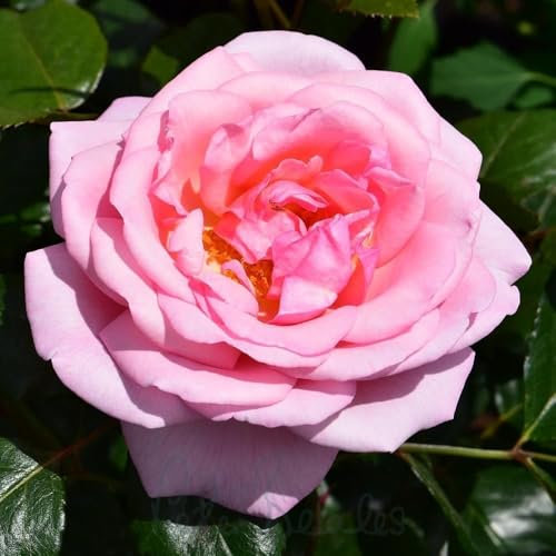 Peter Beales Roses Pearl of St. Luke's Shrub Rose, Pink Double Blooms, 120cm x 90cm