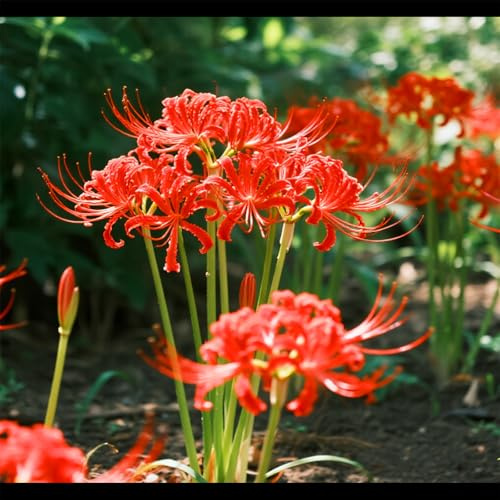 Lycoris perenne/Varietà classica di Lycoris/Progettazione del paesaggio da giardino/Resistente al freddo e all'ombra-4 PCS-F