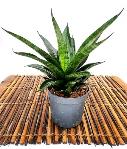 POWERS TO FLOWERS - SANSEVERIA BLACK WIDOW CTOW, VASO 10CM DIAMETRO, pianta vera