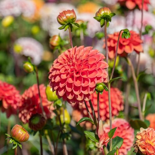 Dahlie Zundert Mystery Fox | 1 Stück | Schnittblume | Orange | Rosa | 100% Blütegarantie | QFB Gardening