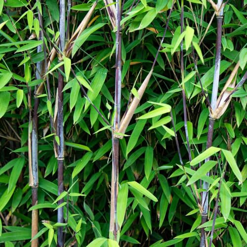 Bambou Fargesia Black Dragon - Vert persistant - 4 plantes - Ø 14 cm - 35 cm | Troncs noirs non propagants, pour haie, jardin et terrasse