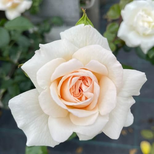 YouGarden Joanne's Rose, Established Plant in 3-4 Litre Pot, Ready to Plant Climbing Rose, Blush Pink Roses for Pots, Beds, or Borders