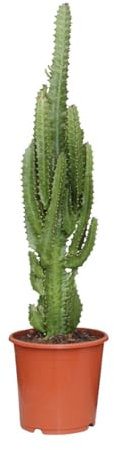 Euphorbia trigona - 60-70cm - Ø17cm - Planta de interior - Hojas perennes - Cactus y suculentas