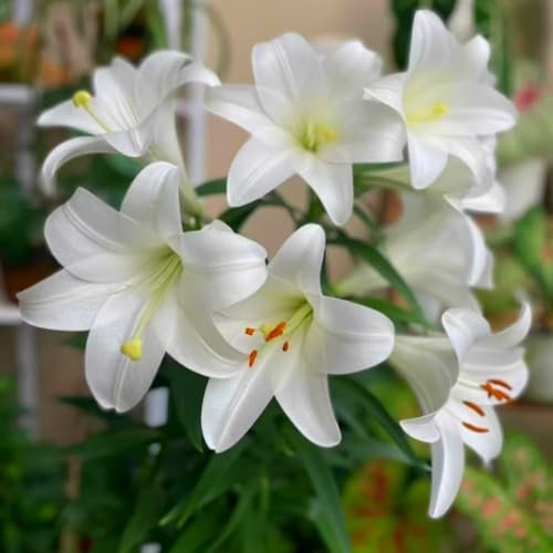 Lily Bulbs - Giant Flower Perennials, Hardy, Professional Garden Planting for Brilliant Displays, Fragrant Blooms-2 Bulbs-D