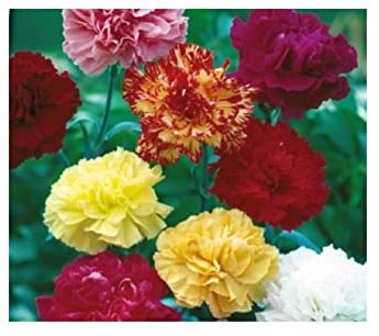 90 x Carnation Grenadin Mix Dianthus Seeds K608 - Seeds Plants Shop Seed Bench Pullingen Patrik Ipsa