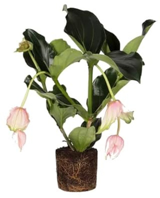 Planta del Amor - Medinilla Flamenco - Planta Magnifica de Interior