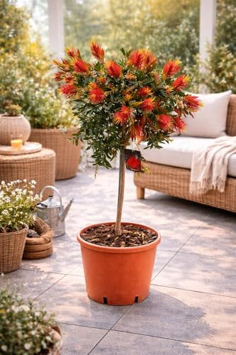 Callistemon Splendens Stämmchen ca. 100 cm – Karminroter Zylinderputzer – Immergrüne Kübelpflanze für Balkon & Terrasse, Bienenfreundlich & Winterhart