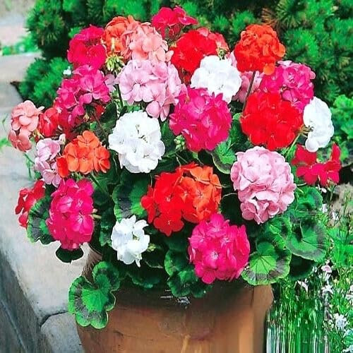 Garden Geranium Mix F2 Colorama - 10 Seeds + Plant tag + Freebie - Balcony Flower - Pelargonium zonale