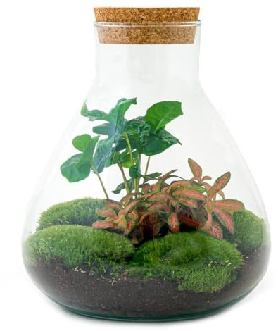 Flaschengarten Sammie DIY-Pflanzenterrarium 27cm mit Kaffeepflanze incl. Rechen und Schaufel